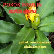 Pokok insulin utk diabetes / Indian insulin plant