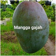 Mangga Gajah Hybrid(Anak Pokok)