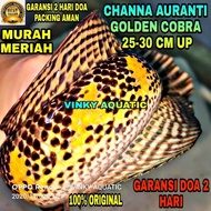 CHANNA AURANTI GOLDEN COBRA 25-30 CM