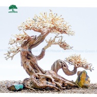 Bonsai Driftwood, Aquatic Driftwood For Aquarium Decoration, Aquarium, Office, Home (GH-BSR / 28)