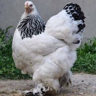 RANDOM TELUR AYAM BRAHMA MURAH UNTUK DITETASKAN