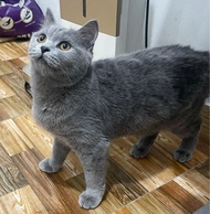 kucing british shorthair betina