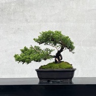 小品盆栽-宮阪系魚川真柏 日本真柏 盆景 送禮