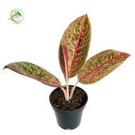 Tanaman Hias Aglonema Adelia Realpict Aglaonema House Plant