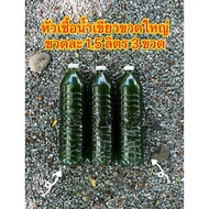 Green Water Concentrate 1.5 Liter Per Bottle 3 Bottles Ami Chlorella Seaweed 1 Red Mites Macropa Fig