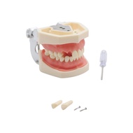 28 ฟันทันตกรรมนักเรียนฝึกรุ่นที่ถอดออกได้ 3D Soft Gum สําหรับการฝึกอบรมจําลอง Study Lab เครื่องมือกา