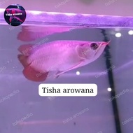 ikan arwana super red chili short body sr sb