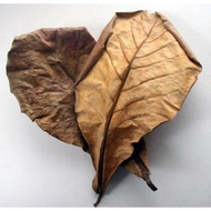 50 DRIED EAGLE LEAVES - AQUARIUM MEDICINE.
