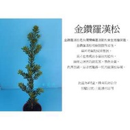 心栽花坊-金鑽羅漢松/4吋/松/杉/柏/檜/售價100特價90