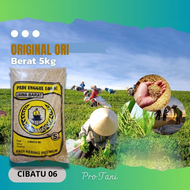 Gabah PADI CIBATU 05 DAN CIBATU 06