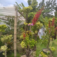 bunga Bougenville 4-5 warna batang besar untuk bonsai