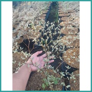 ◩ ∮ 100% AFRICAN TALISAY FOR SALE