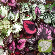 Begonia Rex Indoor Plant IOB