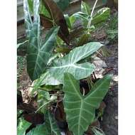 Alocasia micholitzlana caladium