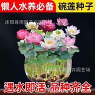 Bowl Lotus Seeds Open Saliva Sowing Indoor Balcony Mini Miniature Lotus Hydroponic Flower Plant Pott