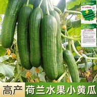 现货荷兰水果黄瓜种子无刺小黄瓜种籽原装四季蔬菜黄瓜代种Dutch Fruit Cucumber Seeds Gherkin Seeds20260807