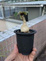 塊根植物 野生象鼻大戟
