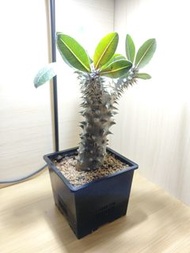 惠比大黑 塊根植物