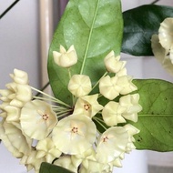 Avid Gardener <Hoya> Hoya Campanulata