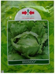 Benih Selada Head lettuce