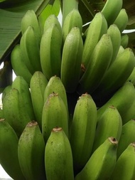 BIBIT UNGGUL !!!, Jual Bibit Pisang Raja Bulu, Jual Bibit Pisang Raja