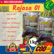 (ready) Benih Padi Unggul Rajasa 01 bibit padi rajasa 1 kg