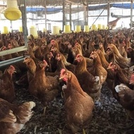 Pullet Pulet Ayam Layer Siap Bertelur Petelur ISA Brown Lohman Bandung