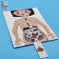 [Lovoski] Human Digestive System Model, Human Body Parts, Early Education, 3D Puzzle for