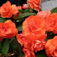 Tanaman hias bunga mawar orange / Bunga mawar / Pohon mawar