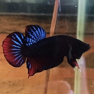 Ikan Cupang Aduan Import SAKAI THAILAND