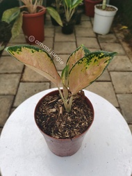 Aglaonema Sultan Brunei Terbaru