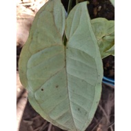 Syngonium Series Live Plant indoor outdoor plant Caladium Rare spesies Pokok Tanaman Hiasan rumah pokok Hidup