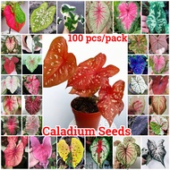 Easy To Grow丨100 pcs/pack Rare Caladium Seeds Gardening High Germination Flower Seeds for Gardening Bonsai Seeds for Planting Flowers Caladium Plants for Sale Indoor and Outdoor Real Plants Air Purifying Live Plant Home Garden Decor ohh my hippoh