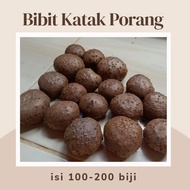 Bibit Katak Porang Super 1kg isi 100-200 biji