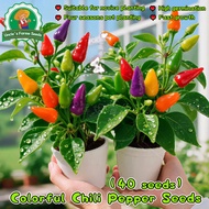 50pcs/pack Biji Cabe DEWATA 76 F1 | Benih Cabai Rawit DEWATA F1 | Benih Cabai Rawit