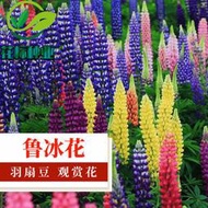 【多西多】魯冰花種子羽扇豆花庭院綠化易種花期長多年生盆栽花海觀賞花草籽