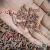 Baby squid @500 grams Cheapest7