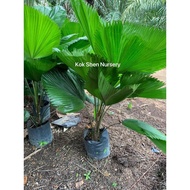 Licuala Grandis Pokok Kipas Daun Bulat Outdoor Plant Indoor Plant Size Bag 14x14 Bunga Hidup