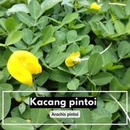 Arachis Pintoi | Live Plant | Kacang Pinto