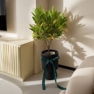 【送禮首推】金手指變葉木落地型盆栽 新居開幕喬遷送禮 居家擺設