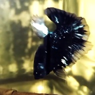 Ikan Cupang Bahanan Avatar Gordon Metalik