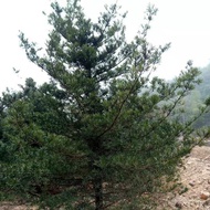 Farmhouse Arhat Pine Direct Supply Crown 10 Rough Natural Arhat Pine Arhat Pine cm Big Tree Arhat Pi