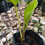 Kunyit Hitam / Halia hitam / Pokok Kunyit Hitam / kunyit Hitam Thai / Kunyit Hitam Asli / (KAEMPFERI