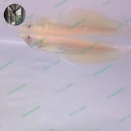 ikan arwana silver albino