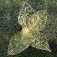 Promo Tanaman Hias Aglaonema / Aglonema Golden Hope