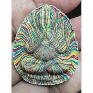 LP PAE WAT PIKULTHONG  COLOR SWIRL PIDTA  JUMBO PIM . 2521 .BE