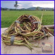 Takway/Daludal/Ugat ng Gabi from Capiz 1kg