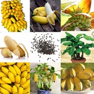 Rare Dwarf Banana Tree Bonsai Plant Seeds 50pcs Sweet Fruit Tree Seeds for Planting Easy To Germinat
