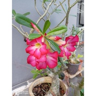 PLANT (FLOWER) - ADENIUM FLOWER PLANT - ANAK POKOK ADENIUM