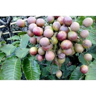 Anak pokok Matoa/Buah Kristal/Longan Brazil